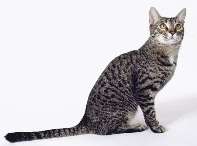 Калифорнийская сияющая кошка, фото породы кошек фотография картинка