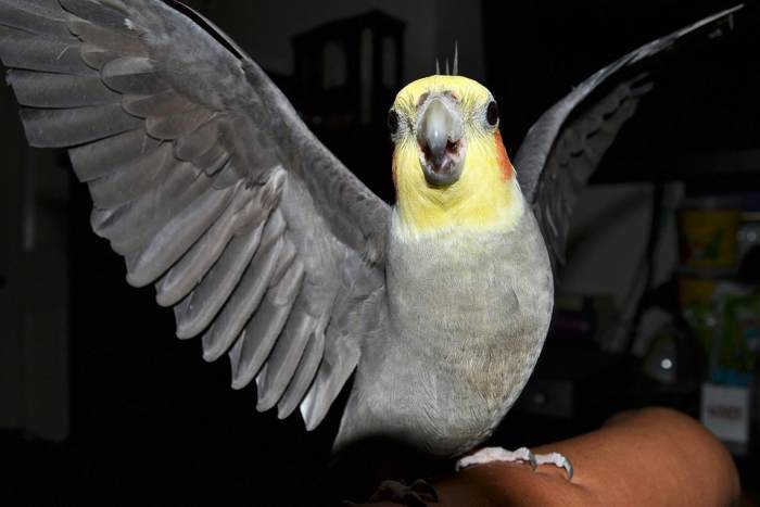Рассерженная шипящая корелла, карелла, фото фотография попугаи