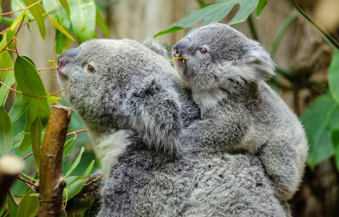 Самка коалы с детенышем, фото фотография сумчатые животные