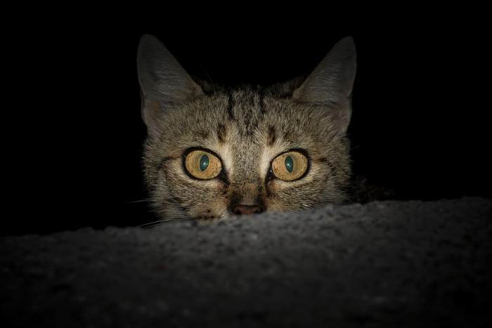 Крадущаяся ночью кошка, фото фотография