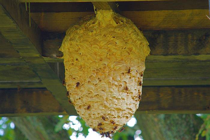 Осиное гнездо в сарае, фото фотография насекомые
