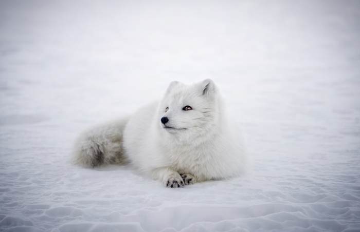 Песец, полярная лиса, фото фотография