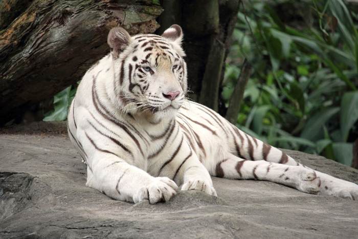 Белый бенгальский тигр (Panthera tigris bengalensis), фото фотография хищники