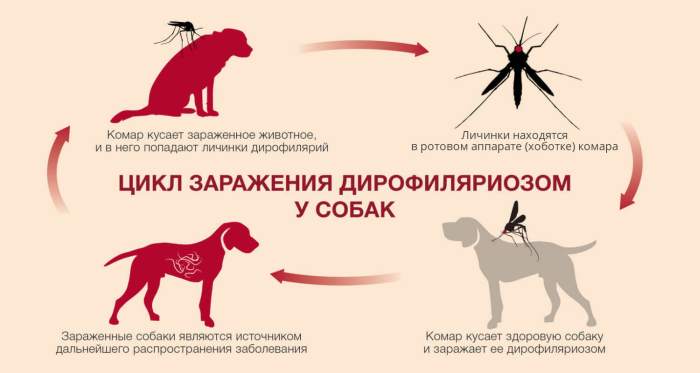 Цикл заражения собаки дирофиляриозом