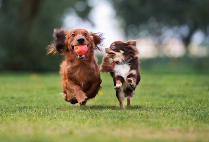 Две веселые собаки бегут по зеленой лужайке
