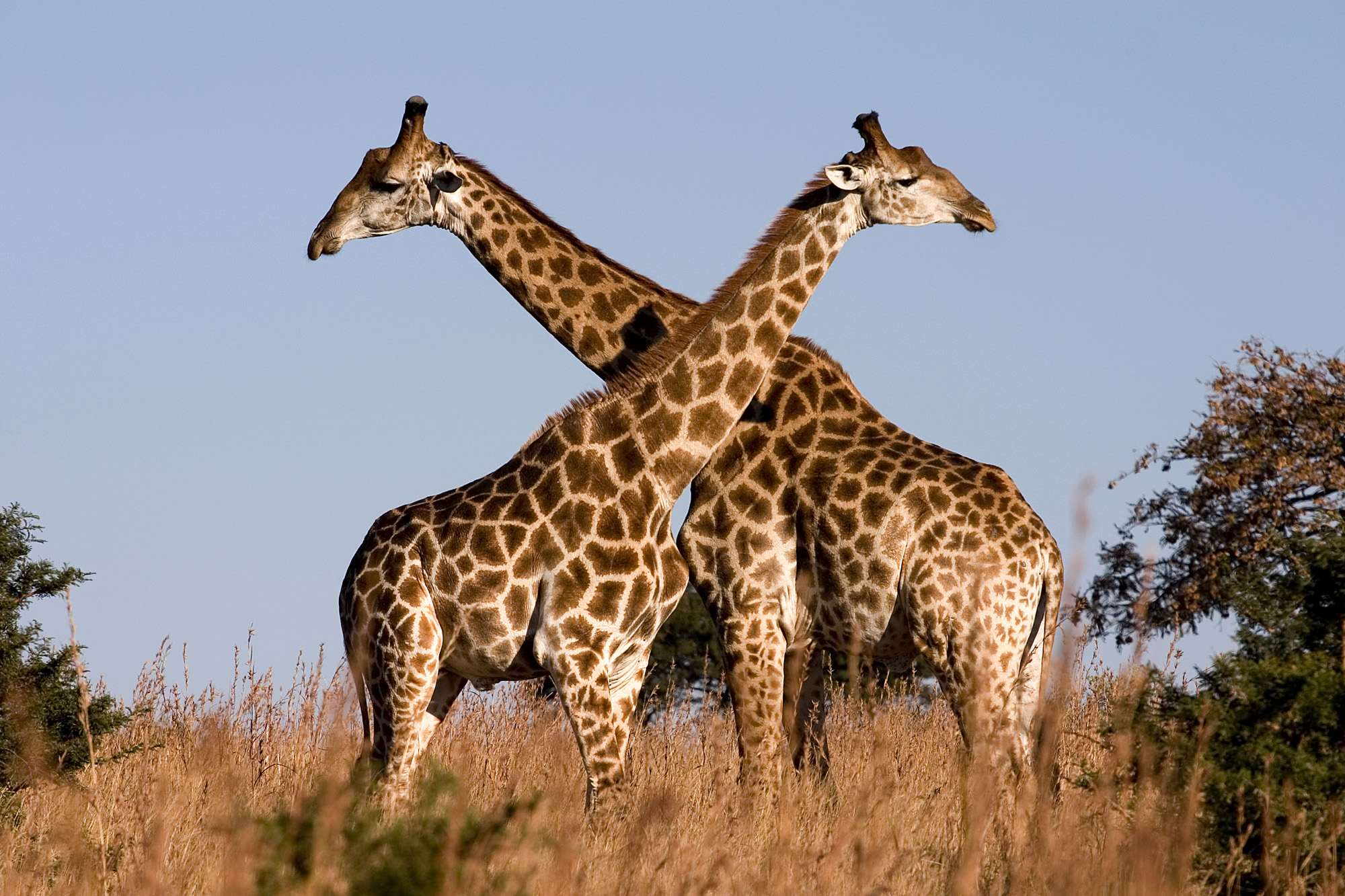 Giraffa Giraffa животные