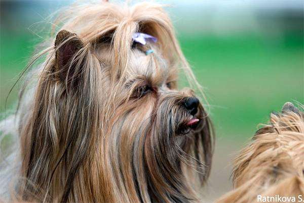 Йоркширский терьер, собаки фото, выбор породы собак фотография