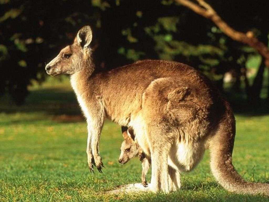 Кенгуру с сумкой и кенгуренком