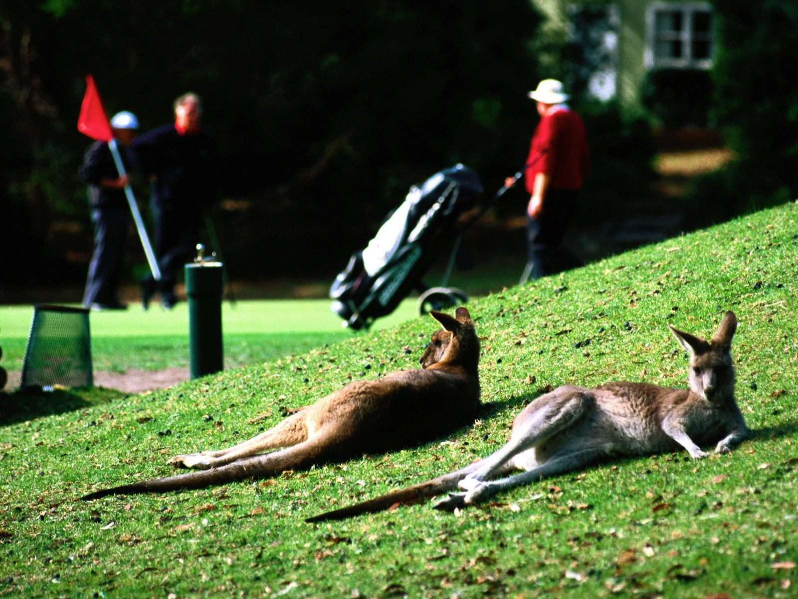 Лежащие на земле кенгуру, фото обои, фотография картинка