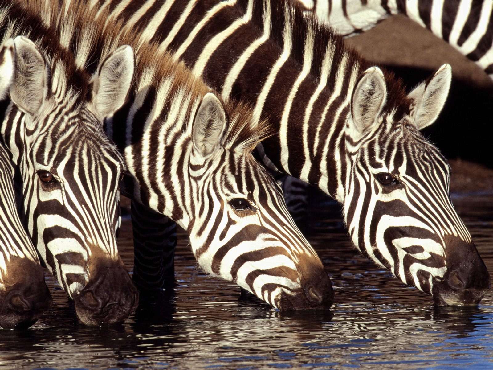 Зебры пьют воду, фото обои, фотография картинка