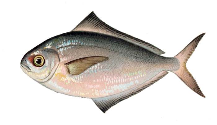 Американская масляная рыба (Peprilus triacanthus), рисунок картинка