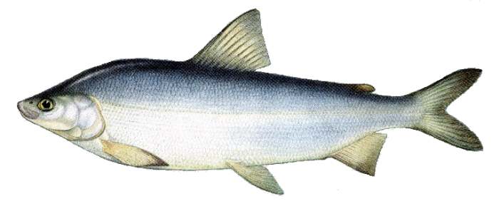 Муксун (Coregonus muksun), рисунок картинка рыбы