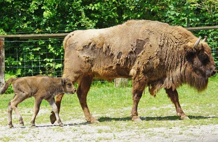 Зубр (Bison bonasus), самка с теленком, фото фотография быки