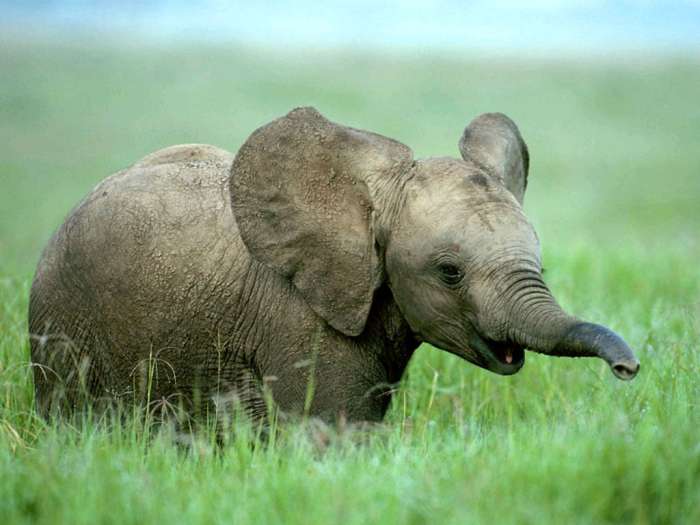 Африканский слоненок, фото животные картинка