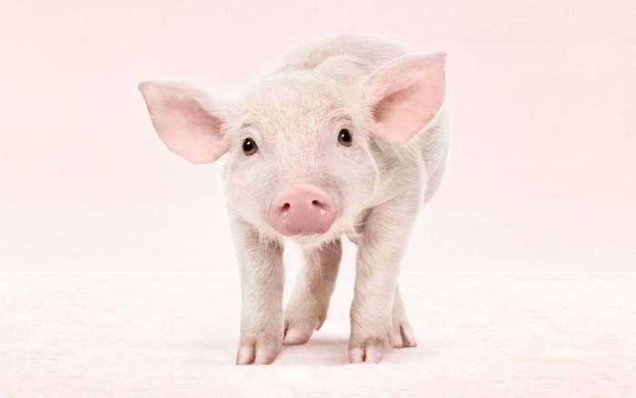 Поросенок домашней свиньи, фото фотография смешная картинка