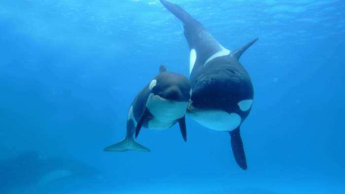  (Orcinus orca) -,   