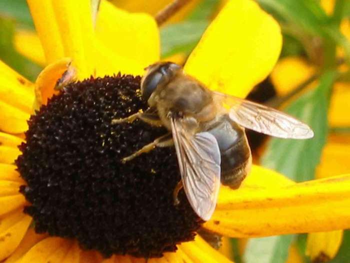 Медоносная пчела (Apis mellifera), фото звуки насекомых фотография картинка