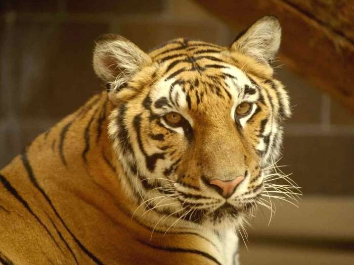 Тигр (Panthera tigris), фото дикие кошки животные фотография картинка