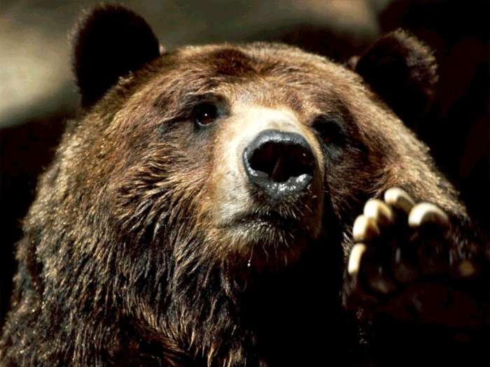 Бурый медведь (Ursus arctos), фото дикие хищные животные фотография картинка