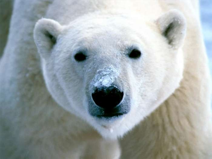 елый медведь (Ursus maritimus), полярный медведь, фото хищные животные фотография картинка