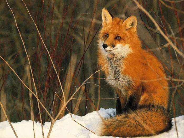 Лисица обыкновенная (Vulpes vulpes), рыжая лиса, фото дикие животные хищники фотография картинка