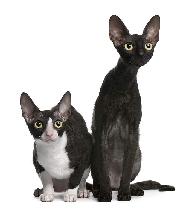 Котята корниш-рекс 7 мес, фото породы кошек фотография