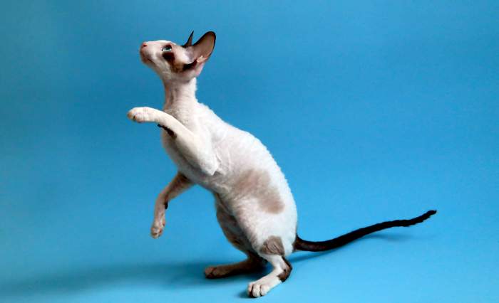 Корниш-рекс, фото породы кошек фотография