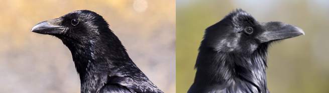 Ворон - справа, ворона - слева, фото фотография птицы