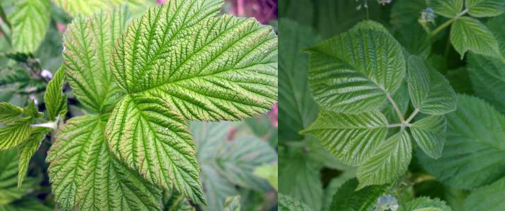 Слева - листья малины, справа - листья ежевики, фото фотография