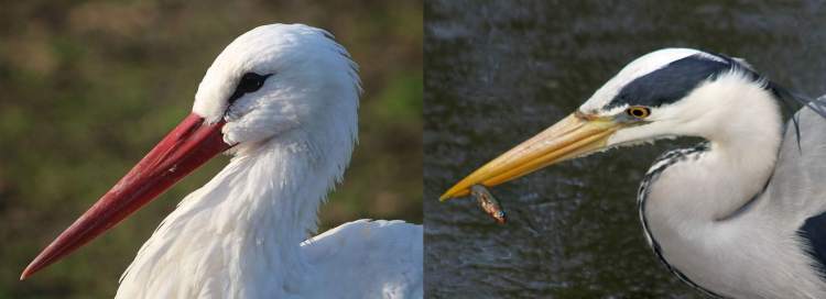 Справа - серой цапли, слева - голова аиста, фото фотография птицы