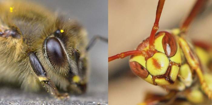 Голова пчелы - слева, осы - справа, фото фотография насекомые
