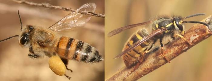 Кармашек для пыльцы у пчелы - слева, осы - справа, фото фотография насекомые