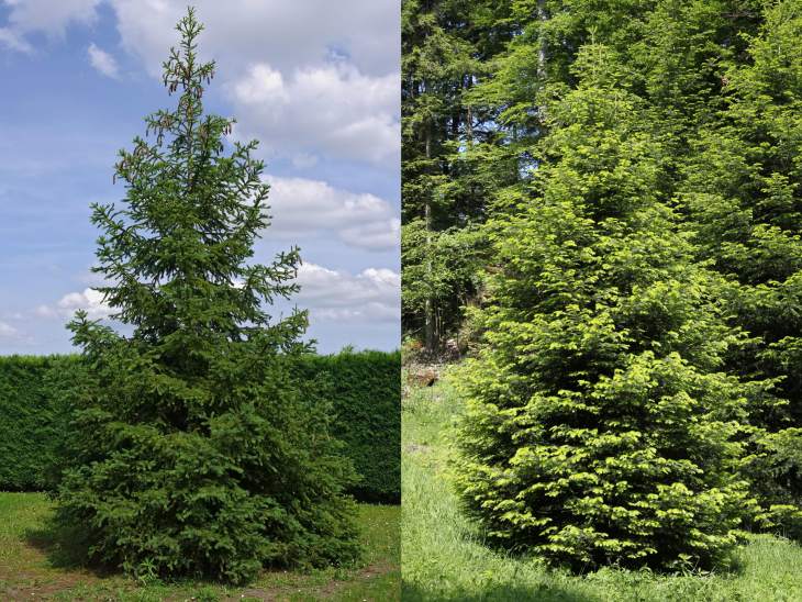 Слева - ель, справа - пихта, фото фотография хвойные деревья