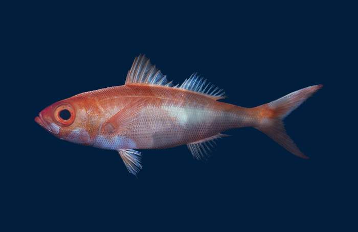 Красноглазка (Emmelichthys nitidus), фото фотография рыбы