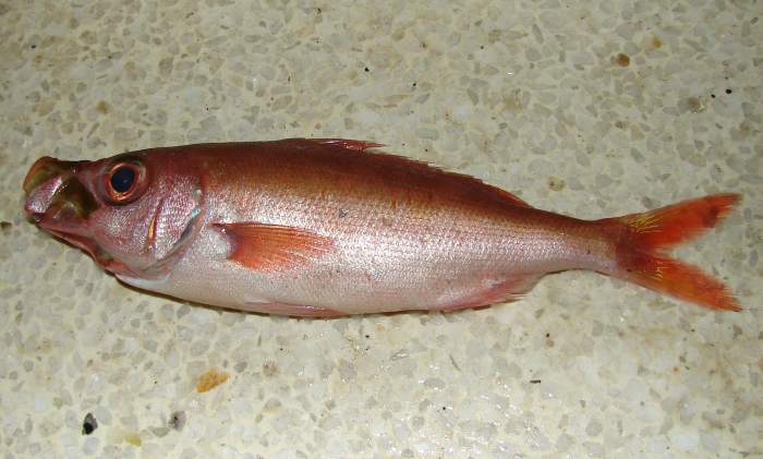 Красноглазка (Emmelichthys nitidus), фото фотография рыбы