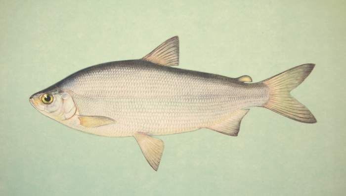 Пелядь, или сырок (Coregonus peled), фото фотография рыбы