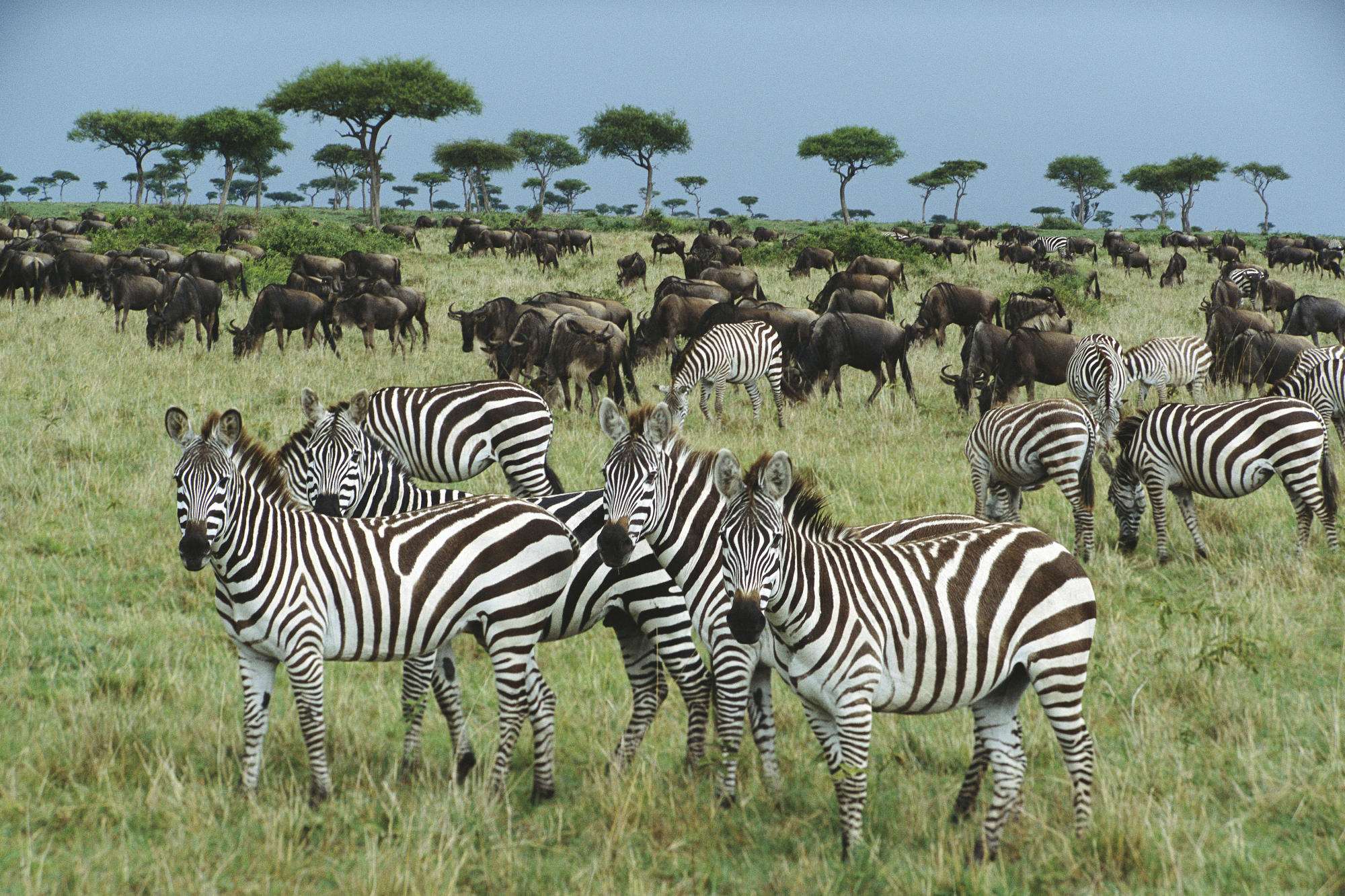 Бурчелловы зебры (Equus quagga) в Кении, Африка, фото обои, фотография картинка