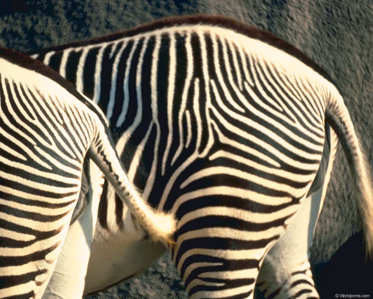 Какого цвета хвост у зебры? фото, хвост зебры фото обои рабочий стол зебры,  фото фотографии непарнокопытные животные картинка изображение зебры  лошадиные wallpaper desktop