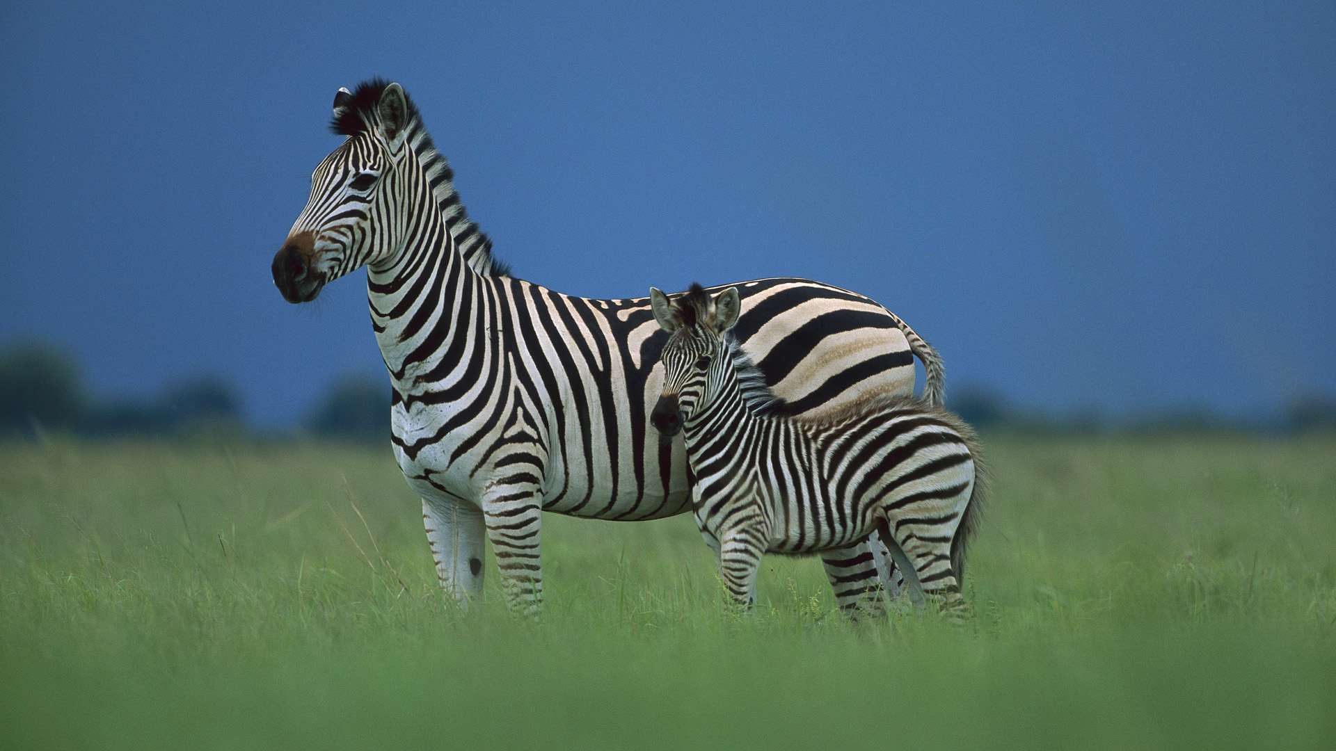 Зебра в Африке