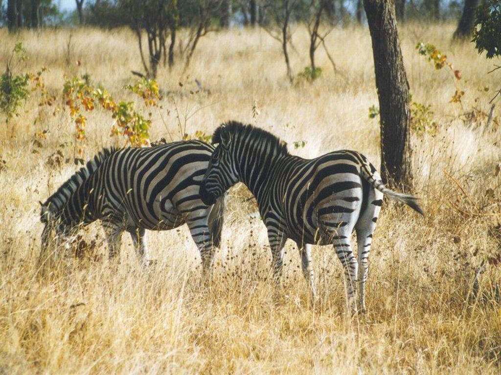 животные зебры трава природа загрузить