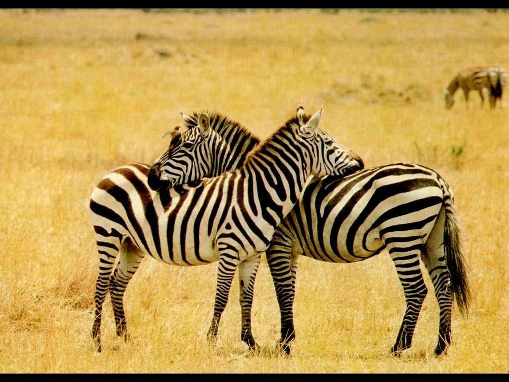 Zebra,  ,  
