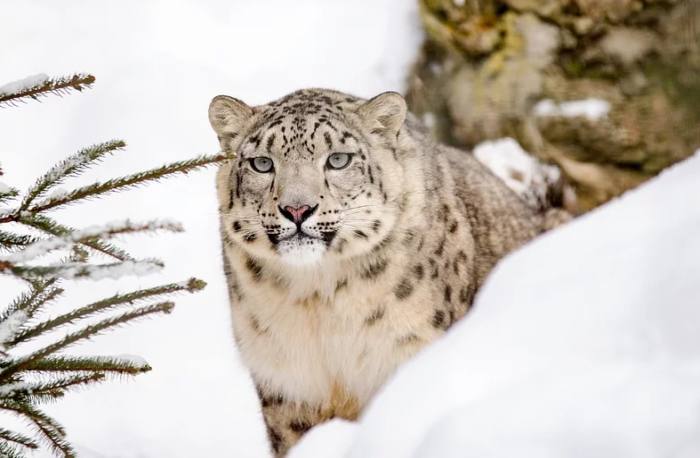 Снежный барс, или ирбис (Panthera uncia), фото фотография хищные кошки