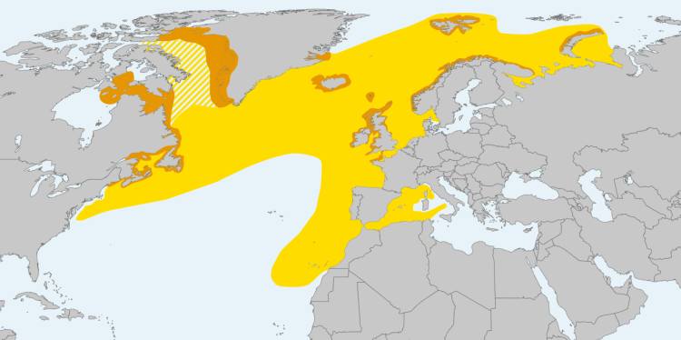 Атлантический тупик (Fratercula arctica), карта схема ареал распространение