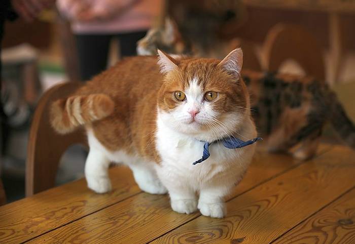 Короткошерстный манчкин, фото фотография породы кошек