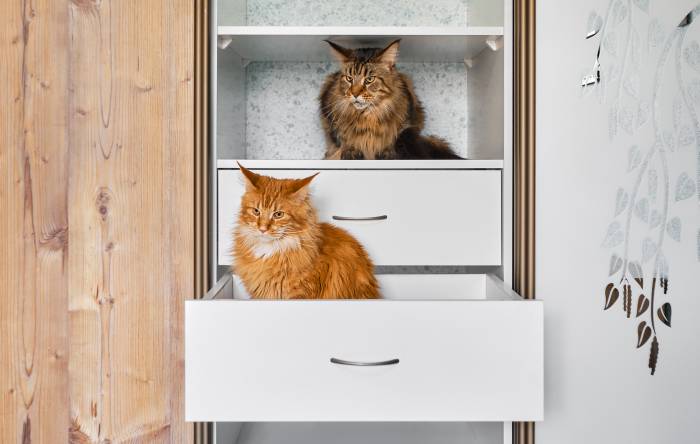 Мейн-куны в шкафу, фото фотография кошки