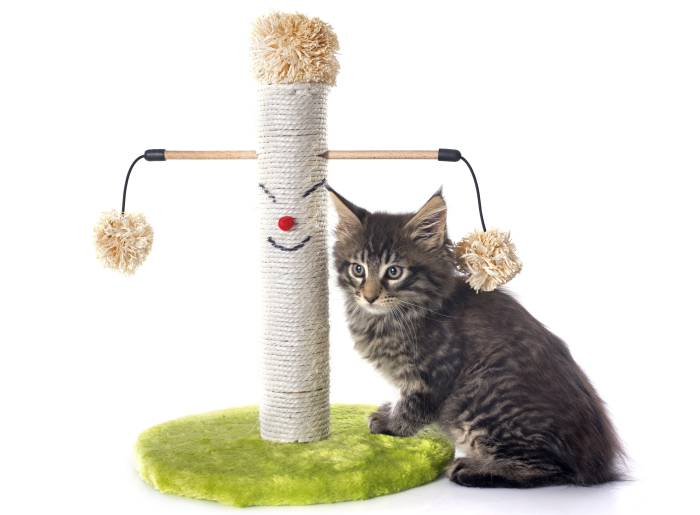 Мейн-кун котенок и когтеточка с игрушкой, фото фотография кошки