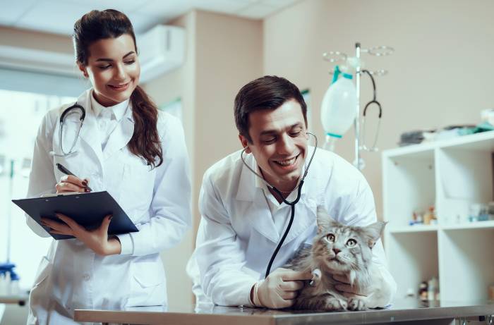 Мейн-кун, в ветклинике, осмотр у ветеринарного врача, фото фотография кошки