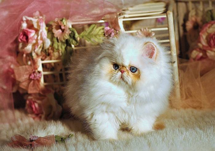 Наполеон, менуэт, фото фотография карликовые кошки