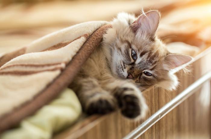 Невская маскарадная кошка, фото фотография кошки