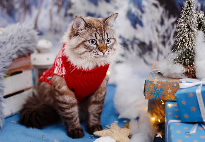 Невская маскарадная кошка, фото фотография кошки